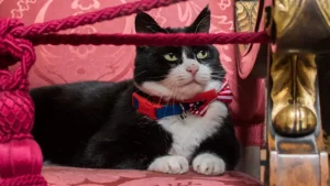 Любовь в стиле Трампа: Белый дом опубликовал валентинки с Гренландией и Мадуро