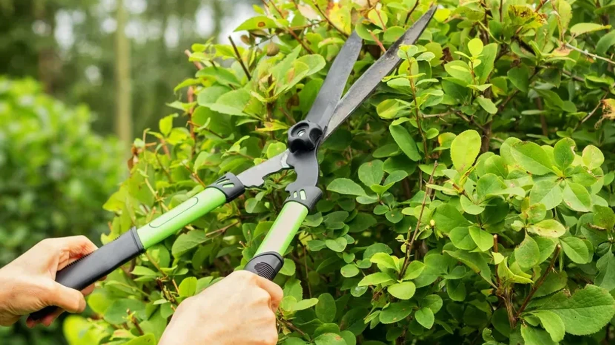 Китай вводит пошлины до 42,7% на молочную продукцию из ЕС