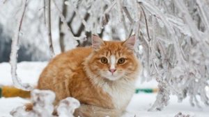 Архив на грани: холод в хранилищах может привести к закрытию Национального архива Латвии