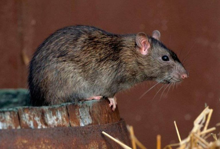 В Риге крыса спасла мужчину от гибели в пожаре