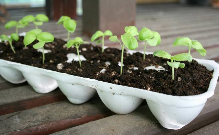 Февральские горизонты: как подготовить сад к весне без лишней суеты