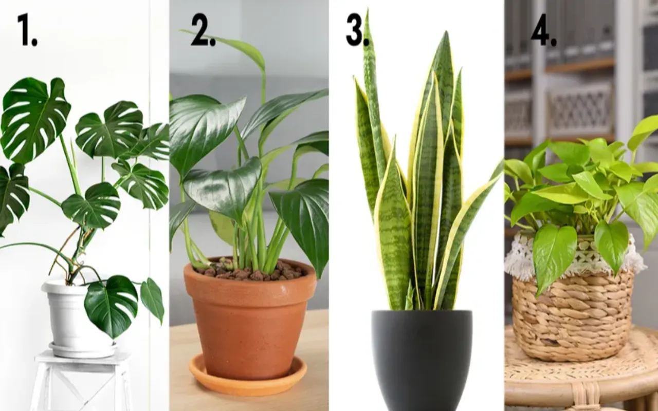 Вирусный тест: растение, которое вы выберете, раскроет вашу внутреннюю природу