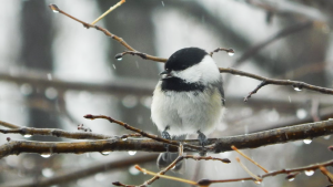 Жизнь в буераках: Божена Рынска жестко раскритиковала работу коммунальных служб в заснеженной Латвии