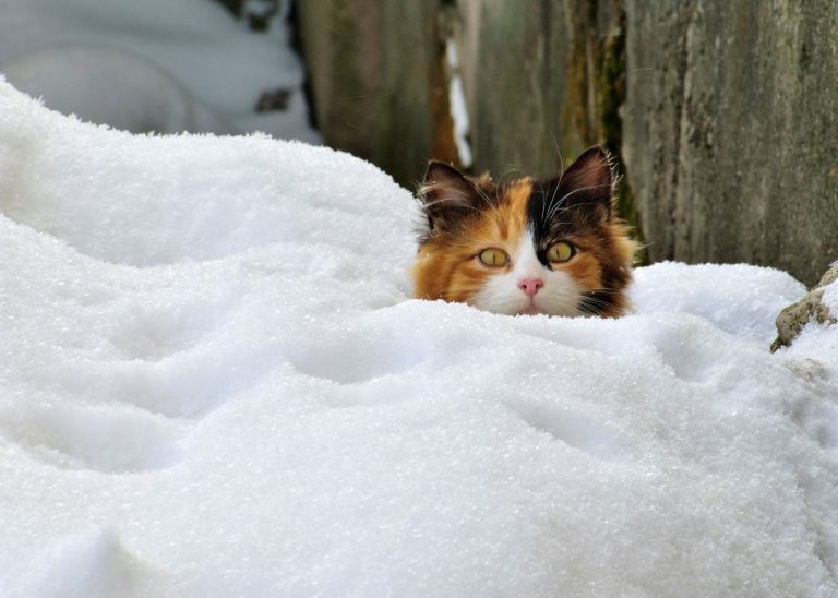 Итоги снежного февраля: в Дагде - самые высокие сугробы, в Даугавпилсе - самые сильные морозы