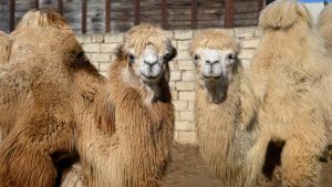 Ливни и наводнения в Бразилии: более 20 погибших и десятки пропавших