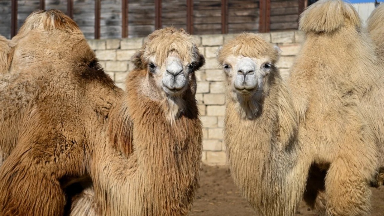 В Омане 20 верблюдов дисквалифицированы с конкурса красоты за ботокс