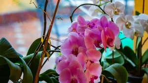 орхидея в горшке цветёт благодаря поливу рисовой водой — уход за комнатными растениями