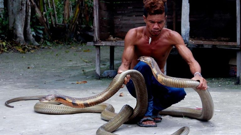 Нашествие змей на Бали: туристов предупреждают о возможной опасности после наводнений