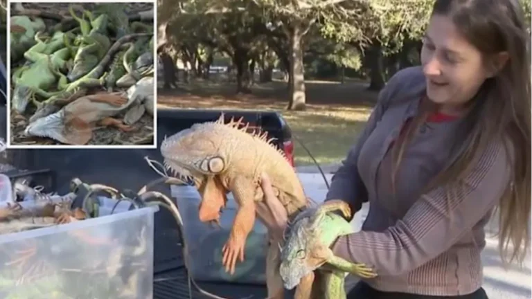 Игуана во Флориде: из-за аномального холода рептилии впадают в оцепенение и падают с деревьев, а местные жители помогают им согреться и выжить.