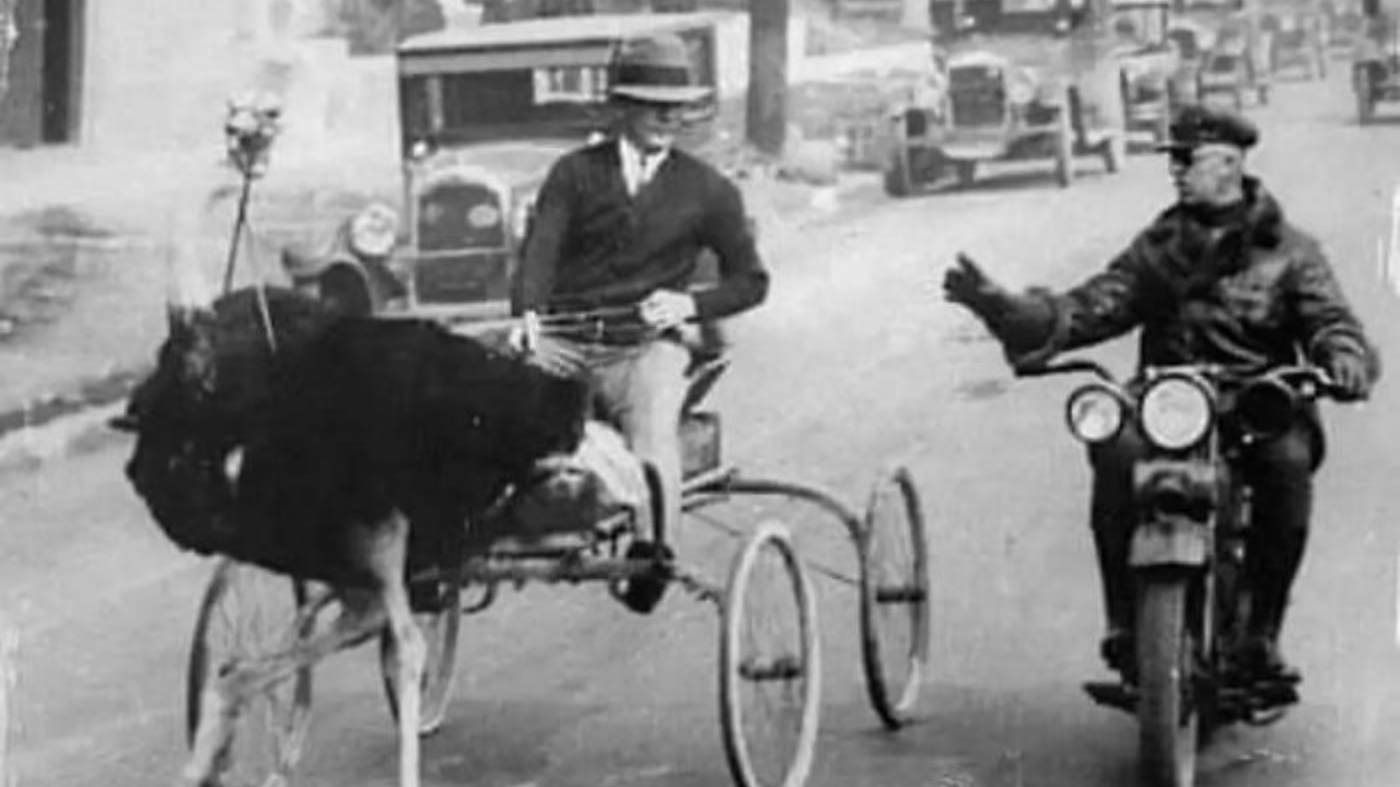 От Мэрилин Монро в Корее до страуса на дороге: архивные кадры, которые удивляют с первого взгляда