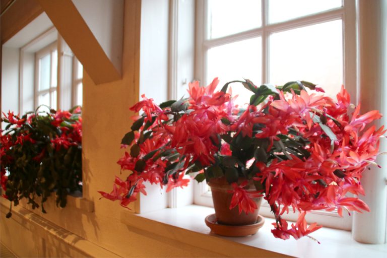 Больше не цветут: что делать с домашним садом прямо сейчас