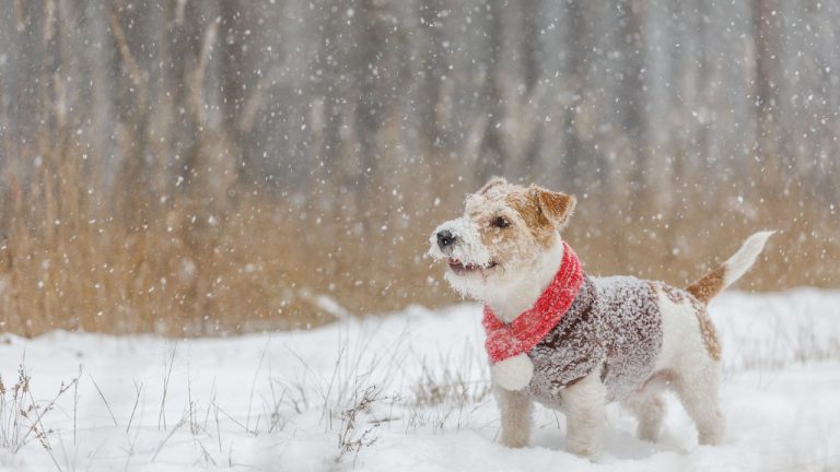 К концу недели потеплеет. А потом морозы усилятся