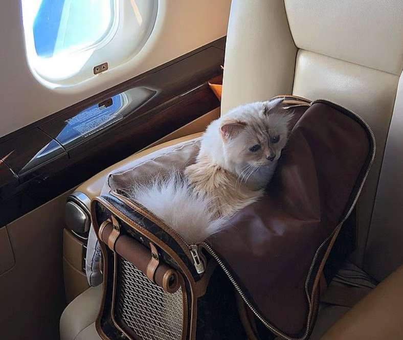 кошка Шупетт в дизайнерской переноске Louis Vuitton