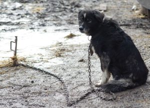 Deutsche Bahn: В Германии безбилетник убил кондуктора в региональном поезде 
