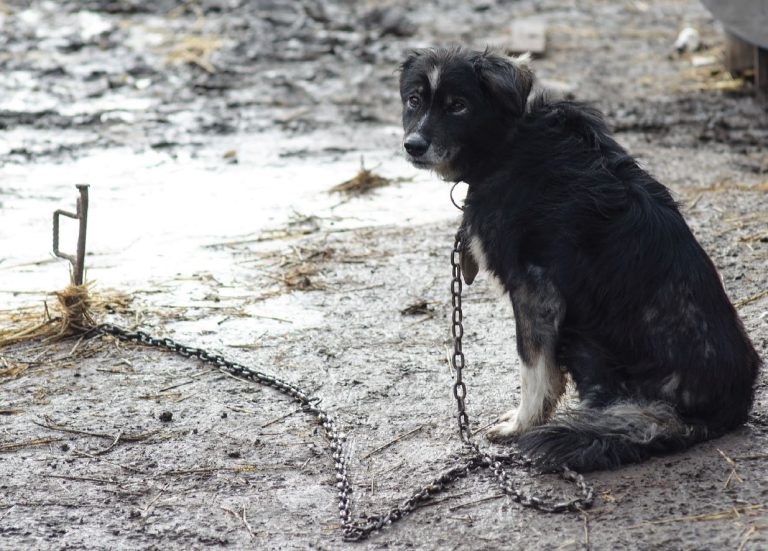 В Литве предлагают запретить держать собак на привязи