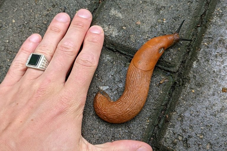 Почему даже суровые латвийские морозы не избавят наши сады от испанских слизней и клещей