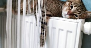 К концу недели потеплеет. А потом морозы усилятся