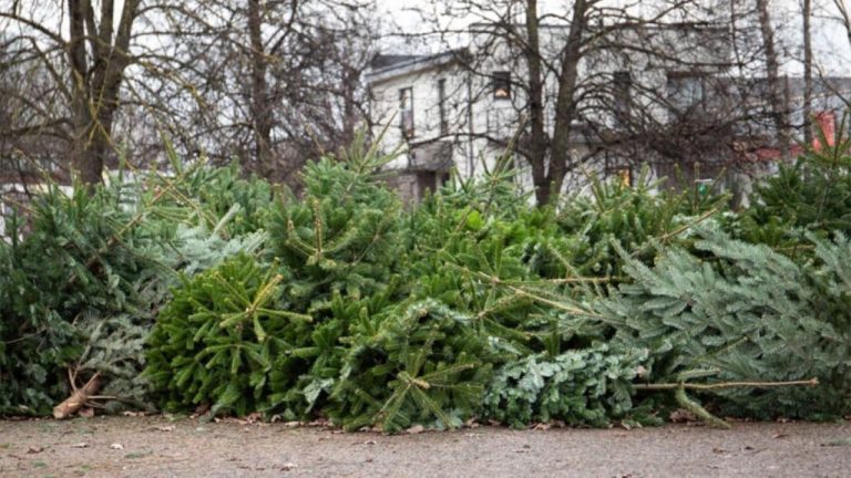 Вторая жизнь после праздников: жители Латвии сдали на переработку 16 800 рождественских ёлок