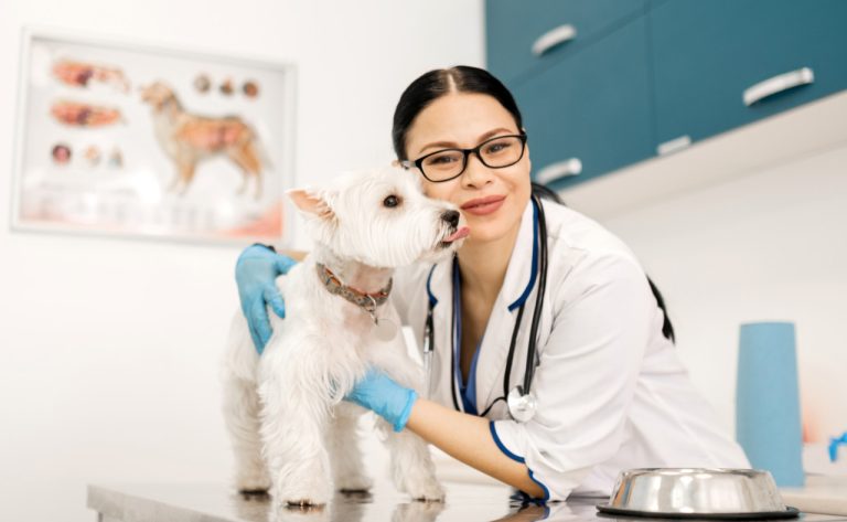 В Латвии собирают подписи за создание круглосуточной государственной ветеринарной службы