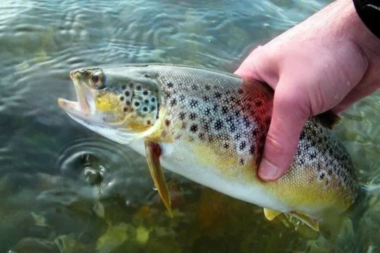 В Рижском заливе планируют открыть ферму по разведению форели - обещают более сотни рабочих мест