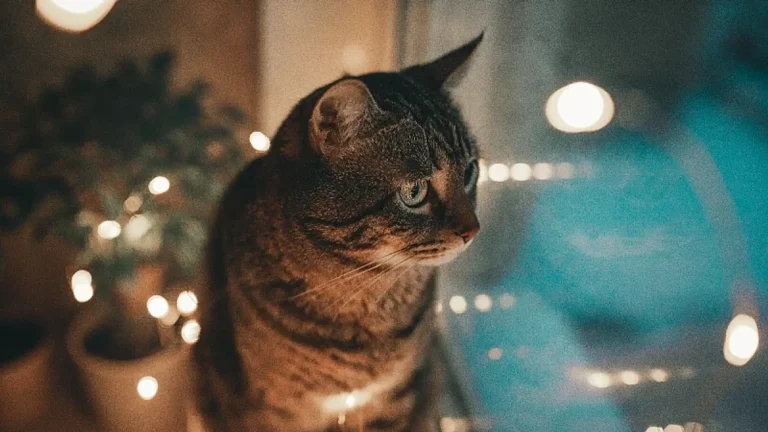 Вы заметили, что ваша кошка стала более активной ночью? Вот возможные причины.