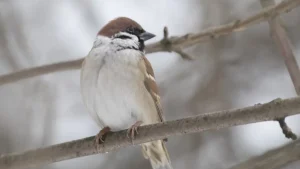 В Риге объявлено жёлтое предупреждение о тумане: возможны перебои в движении транспорта и ухудшение качества воздуха