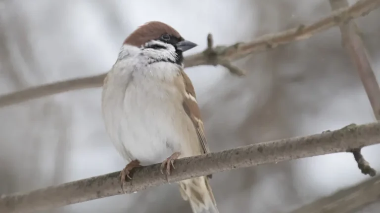 Первый день весны: продолжится таяние снега, а синоптики прогнозируют туман и дождь в Риге