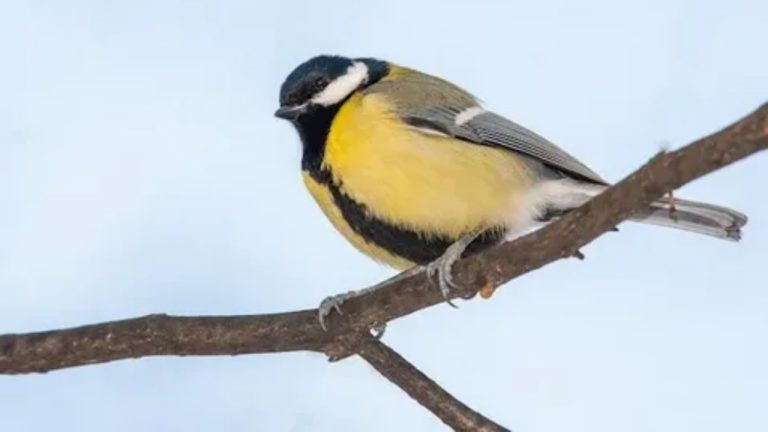 Погода в Латвии в среду будет обманчивой: местами пригодится зонт