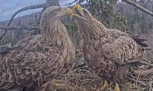 Гнездо морских орланов Мильды и Зорро в Курземе — онлайн-камера наблюдения за птицами перед появлением первого яйца