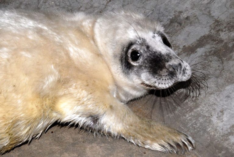 Рижский зоопарк приглашает на Дни тюленей