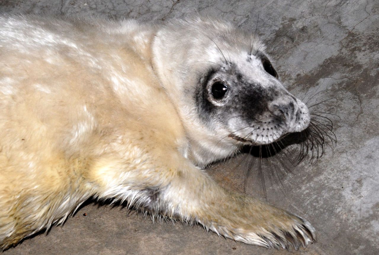 Рижский зоопарк приглашает на Дни тюленей