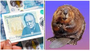 Британская банкнота £5 с портретом Уинстона Черчилля и изображением бобра как возможного нового символа на будущих купюрах.