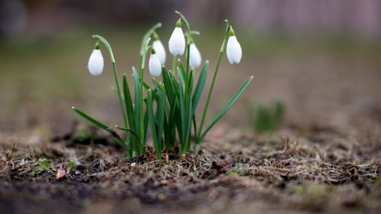 Весенняя погода в Латвии: прогноз на вторник с температурой до +12 градусов