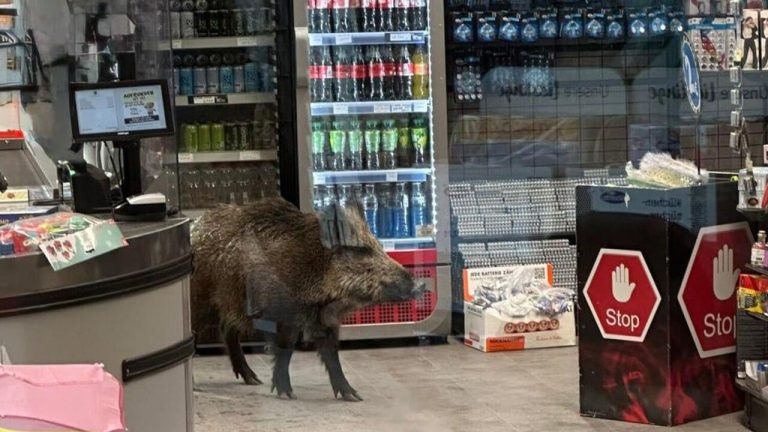 Дикий кабан «зашел за покупками» в торговый центр Берлина: остальных  посетителей эвакуировали