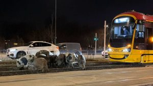 Страны Балтии хотят вместе купить поезда для Rail Baltica: что это значит для Латвии