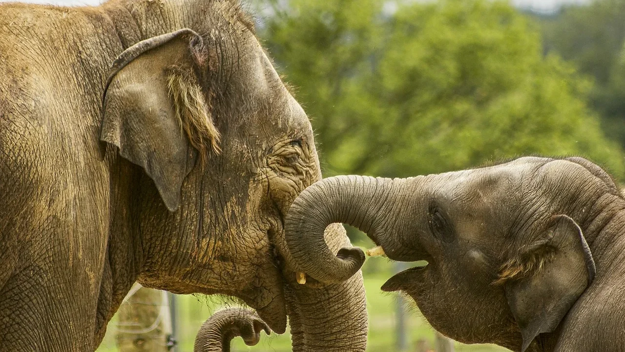 Есть идея - вернуть в Рижский зоопарк слонов