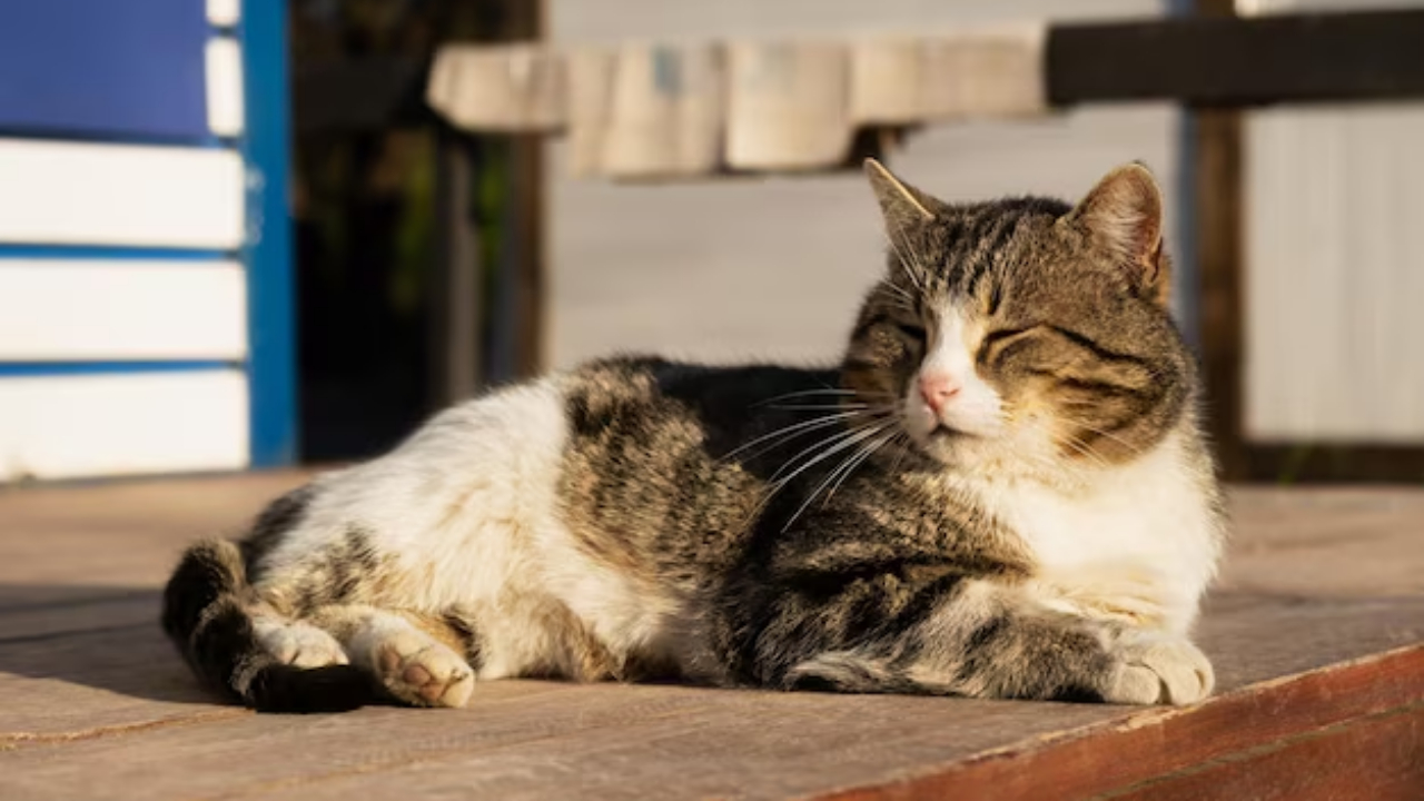 Весенняя погода в Латвии — солнечный день с лёгкой облачностью и туманом утром, спокойная атмосфера, сухая дорога