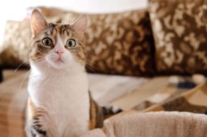 В странах Персидского залива ограничили массовые молитвы под открытым небом