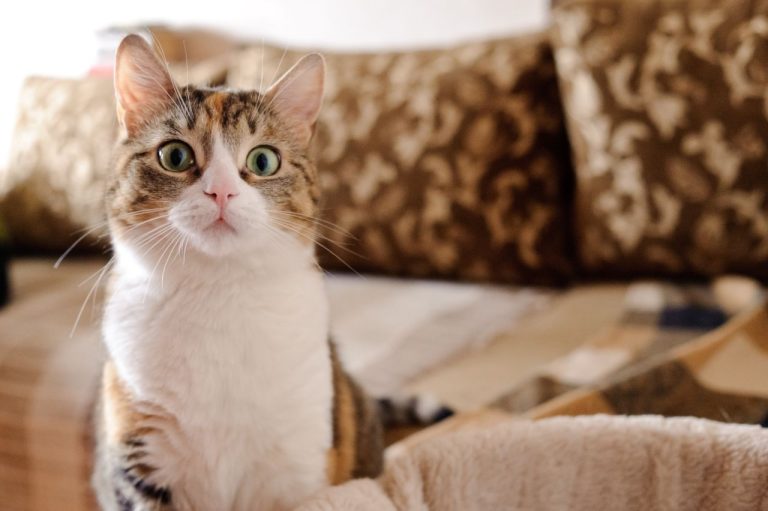 «Политика последнего кота»: власти австралийского острова Кенгуру планируют ввести запрет на кошек