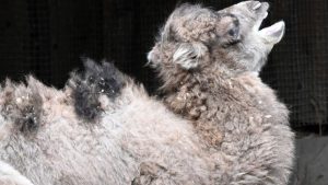 Уже 106 случаев сальмонеллеза зарегистрировано в двух детских садах Риги