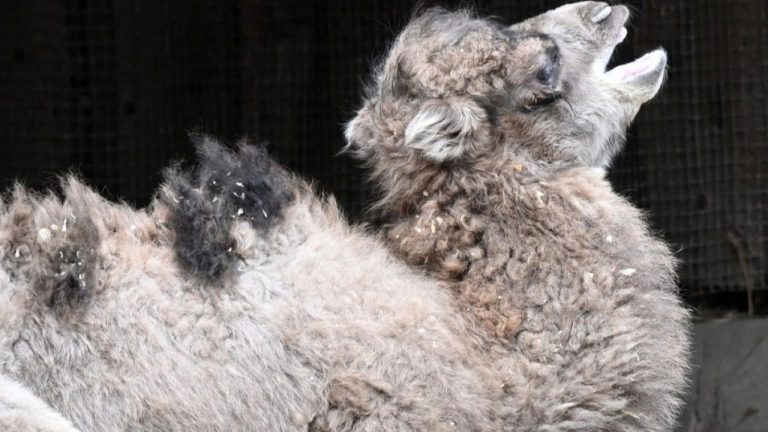 В Рижском зоопарке верблюдица Лейла родила верблюжонка
