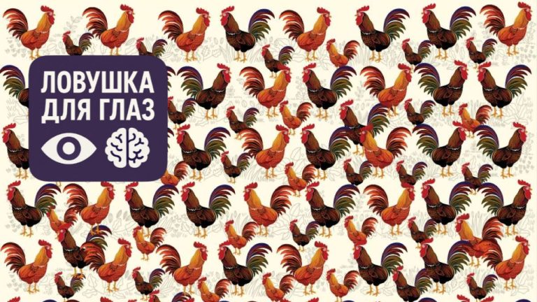 🐔 Ловушка для глаз: только самые внимательные найдут курицу среди петухов за 15 секунд