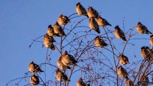 В Вентспилсе увеличили пособие при рождении ребёнка до 600 евро