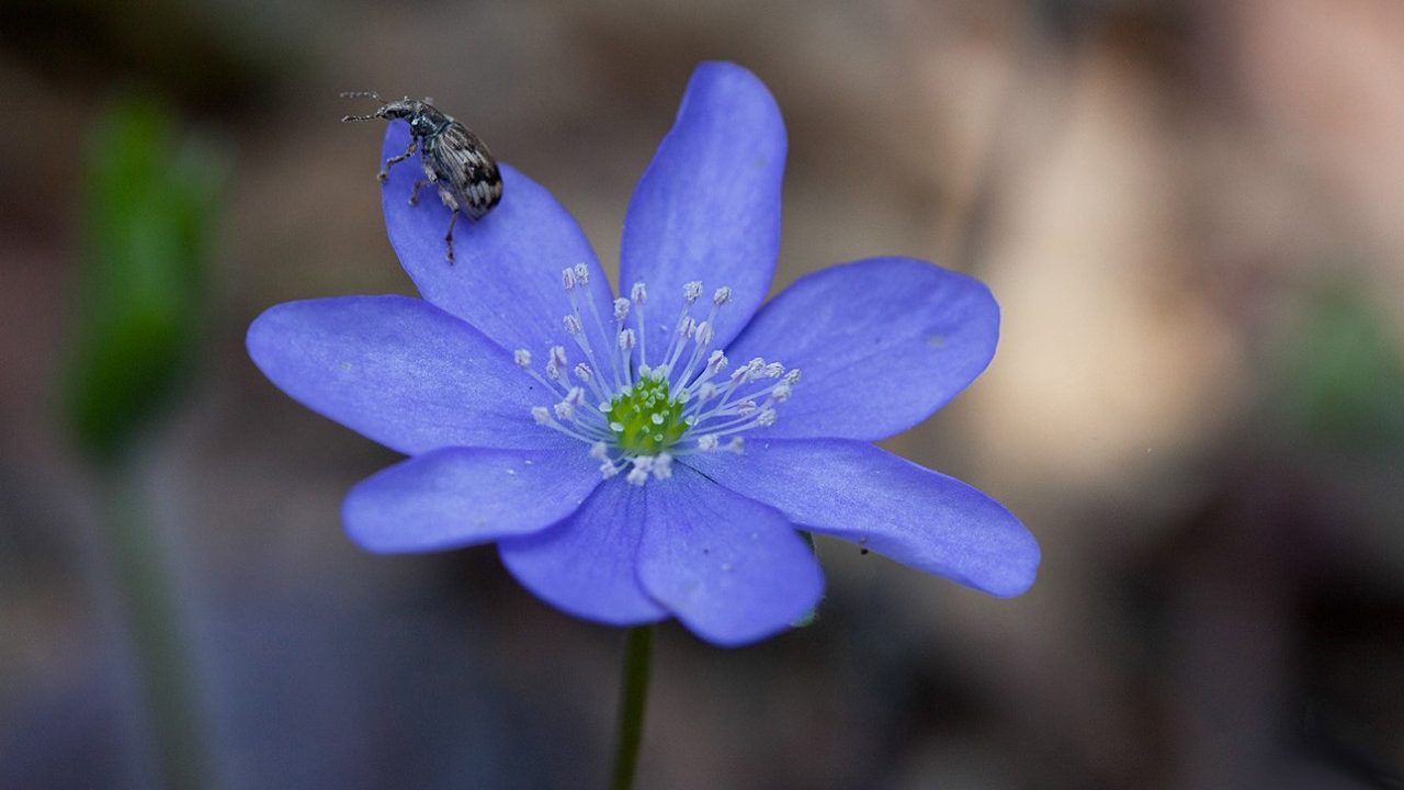 Ночью переводим стрелки к лету, а утром местами возможны дождь и туман