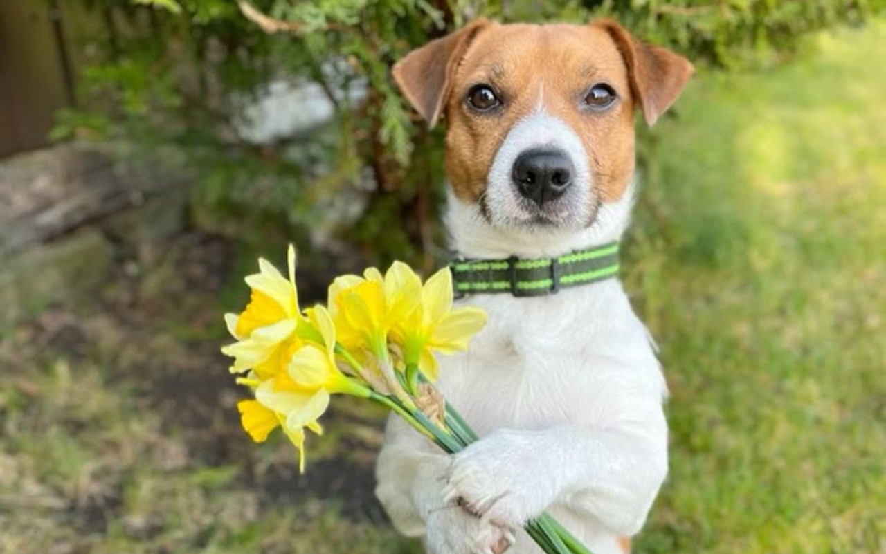 Кто вам подходит: кошка, собака или… змея? Ответ в вашем гороскопе