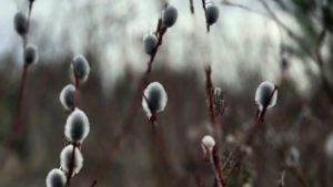 Ночью похолодает до -4, а днем снова потеплеет