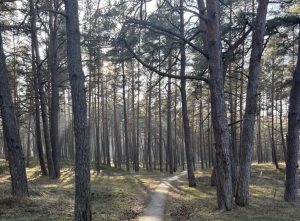 Паул Тимротс назвал стройку Rail Baltica самой бессмысленной бетонной пирамидой в мире