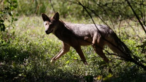 Папа Лев XIV: «Бог не слышит молитвы тех, кто ведет войну»