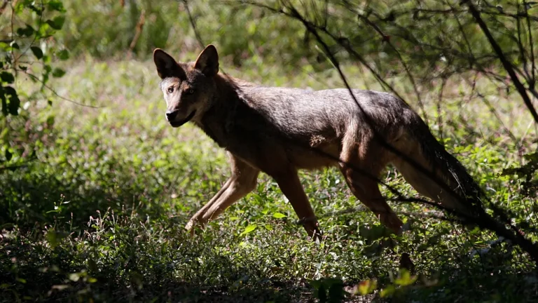Волк покусал женщину в центре Гамбурга: пострадавшая в больнице, животное поймано