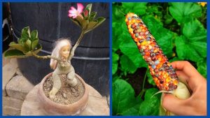 Рыбы, Раки, Овны и Козероги в гороскопе Анжелы Перл на четверг 5 марта